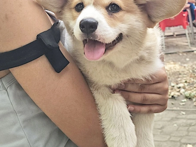 Welsh Corgi puppy for sale