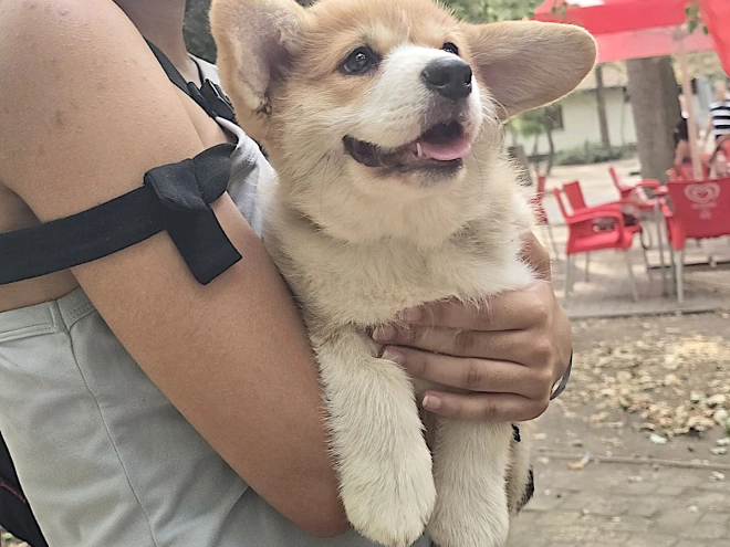 Welsh Corgi puppy for sale