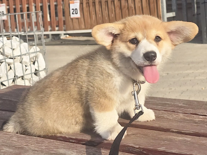 Welsh Corgi puppy for sale