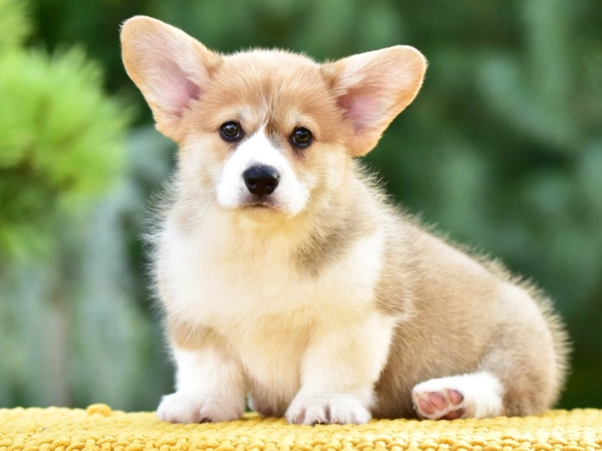 Welsh Corgi puppy for sale