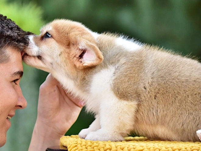 Welsh Corgi puppy for sale
