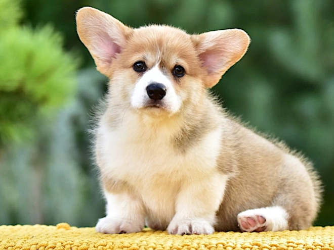 Welsh Corgi puppy for sale
