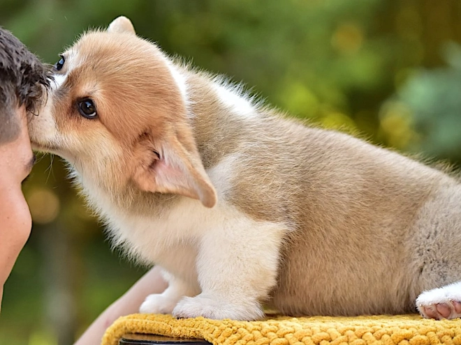 Welsh Corgi puppy for sale