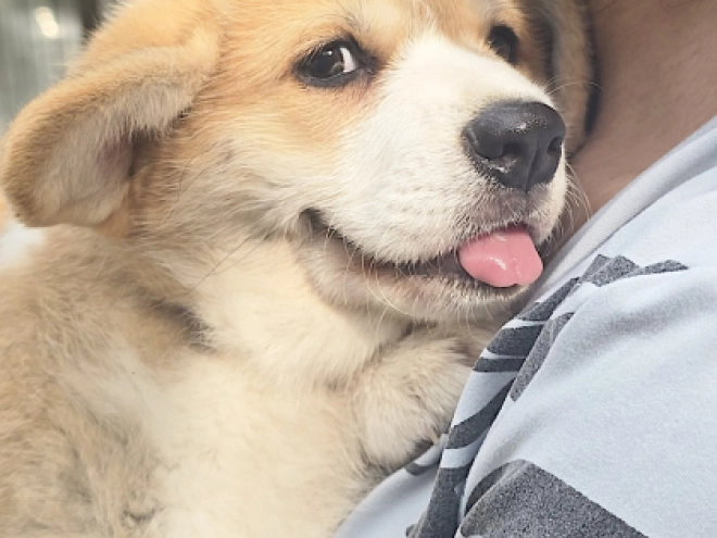 Welsh Corgi puppy for sale