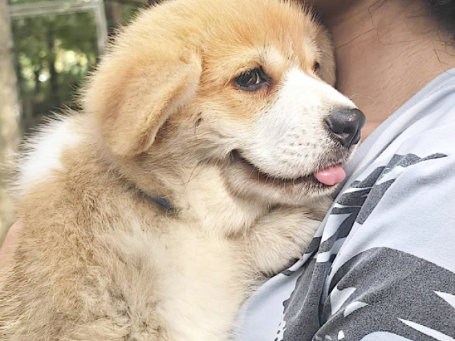 Welsh Corgi puppy for sale