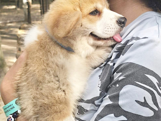 Welsh Corgi puppy for sale