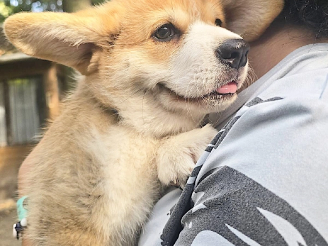 Welsh Corgi puppy for sale