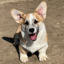 Welsh Corgi puppy for sale