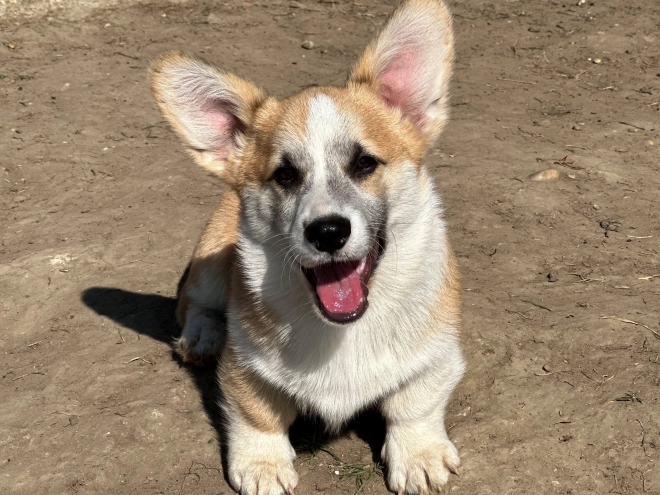 Welsh Corgi puppy for sale