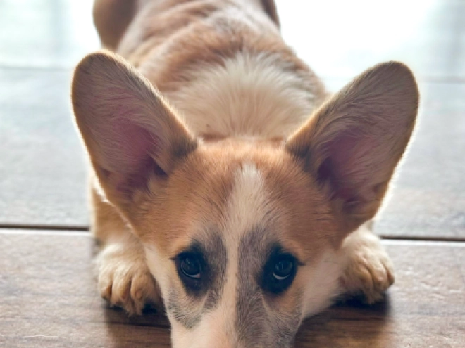 Welsh Corgi puppy for sale