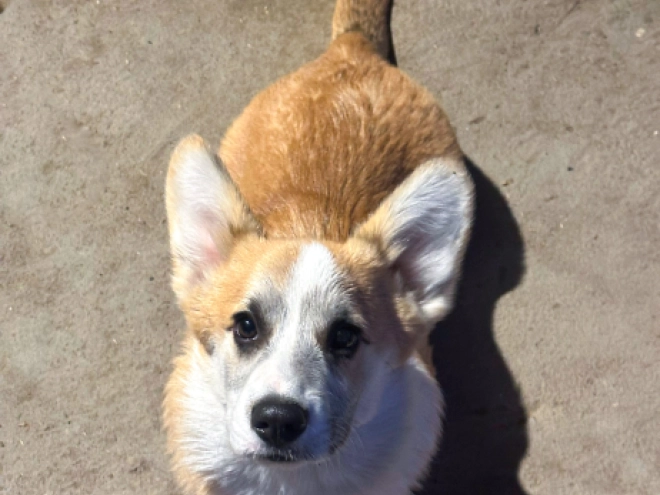 Welsh Corgi puppy for sale