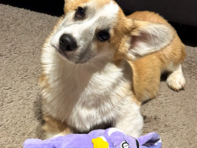 Welsh Corgi puppy for sale