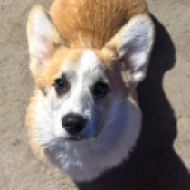 Perros Welsh Corgi en venta