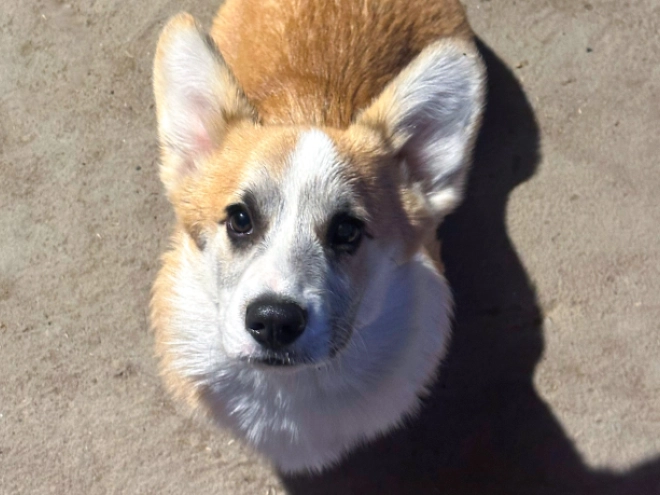 Welsh Corgi puppy for sale