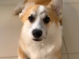 Lion - Welsh Corgi, EuroPuppy review from Vereinigte Arabische Emirate