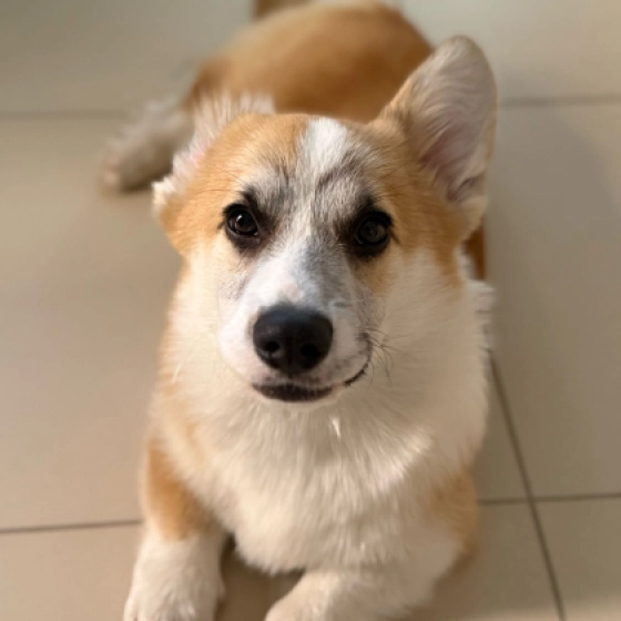 Biscuit - Welsh Corgi, EuroPuppy review from United Arab Emirates