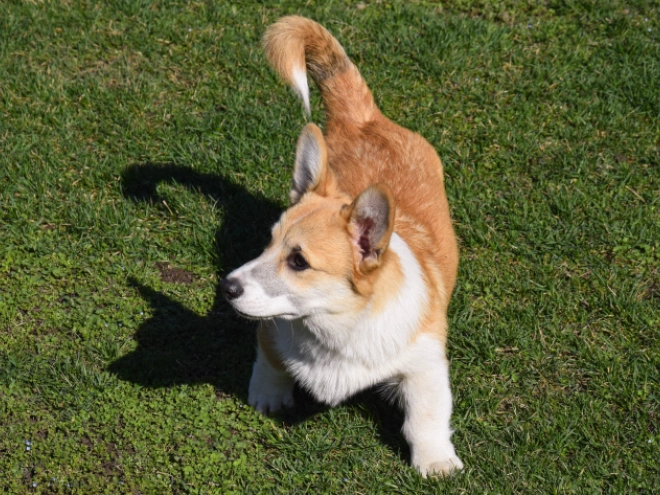 Welsh Corgi puppy for sale