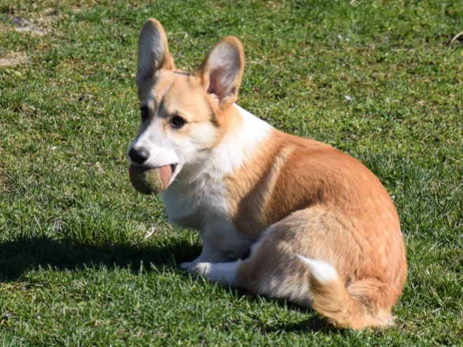 Welsh Corgi puppy for sale