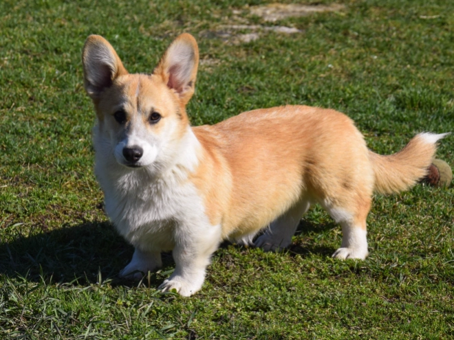 Welsh Corgi puppy for sale