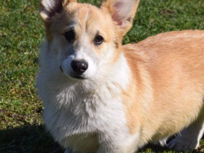 Welsh Corgi puppy for sale