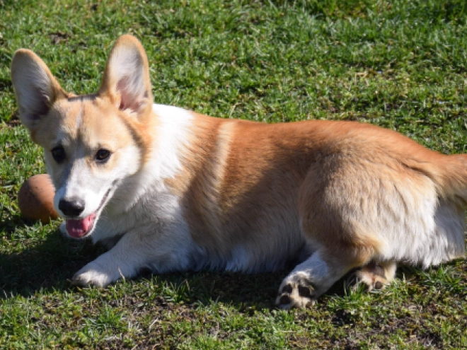 Welsh Corgi puppy for sale