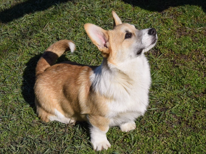 Welsh Corgi puppy for sale