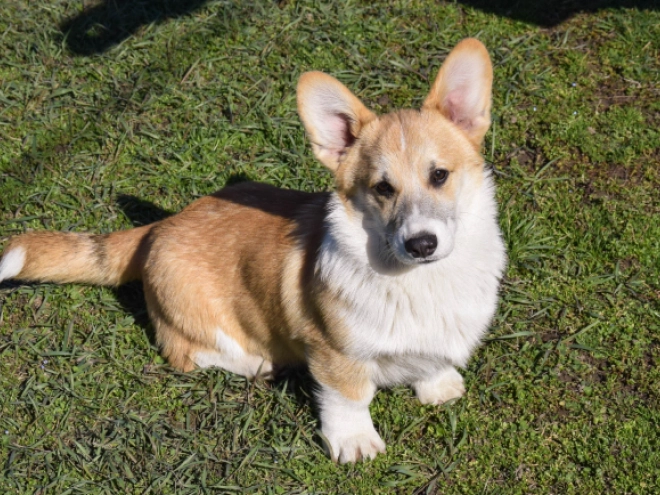Welsh Corgi puppy for sale