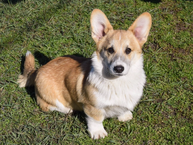 Welsh Corgi puppy for sale