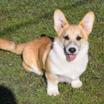 Perros Welsh Corgi en venta