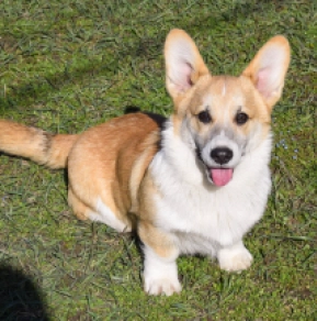 Welsh Corgi Welpe zu verkaufen
