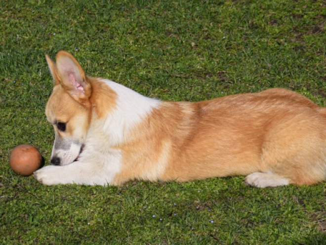 Welsh Corgi puppy for sale