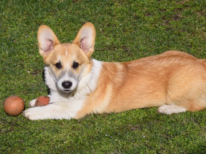 Welsh Corgi puppy for sale