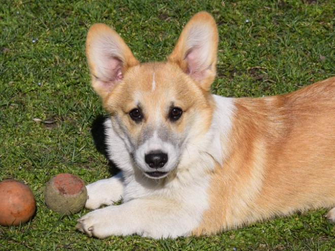 Welsh Corgi puppy for sale