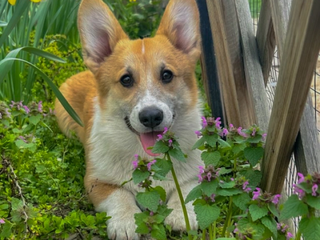 Welsh Corgi Welpe kaufen