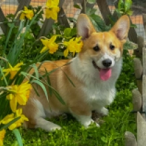 King – Pembroke, red and white Welsh Corgi for sale