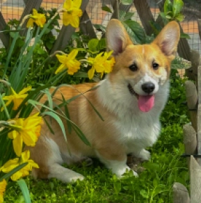 Welsh Corgi Welpe kaufen