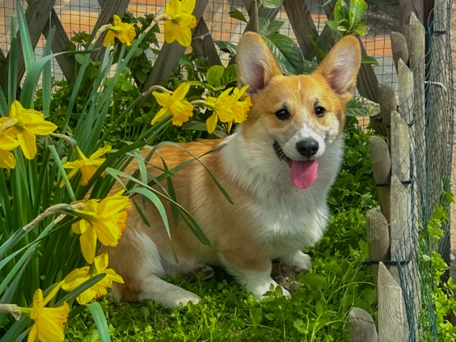 Welsh Corgi Welpe kaufen