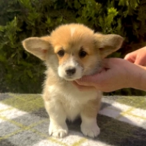 Aurora – Pembroke, sable Welsh Corgi for sale