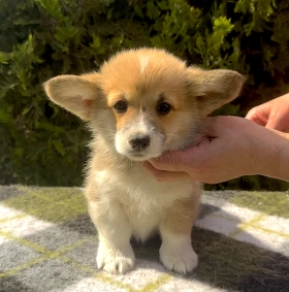 Welsh Corgi puppy for sale