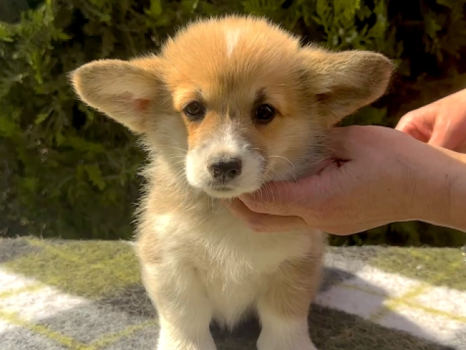 Welsh Corgi Welpe kaufen