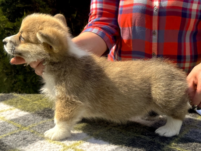 Welsh Corgi Welpe kaufen