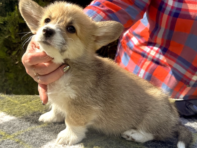 Welsh Corgi Welpe kaufen