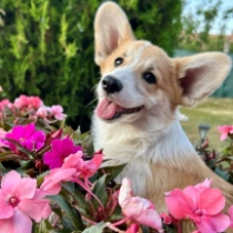 Sara – Pembroke, sable Welsh Corgi for sale