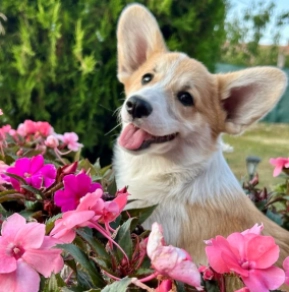 Welsh Corgi puppy for sale