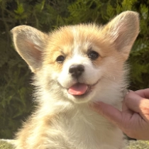 Welsh Corgi puppy for sale