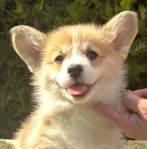 Welsh Corgi Welpe kaufen