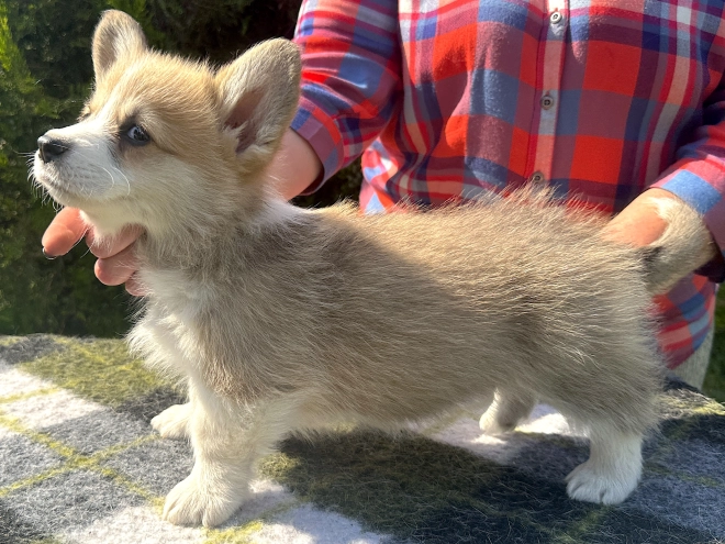Perros Welsh Corgi en venta