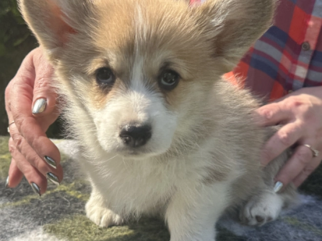 Perros Welsh Corgi en venta