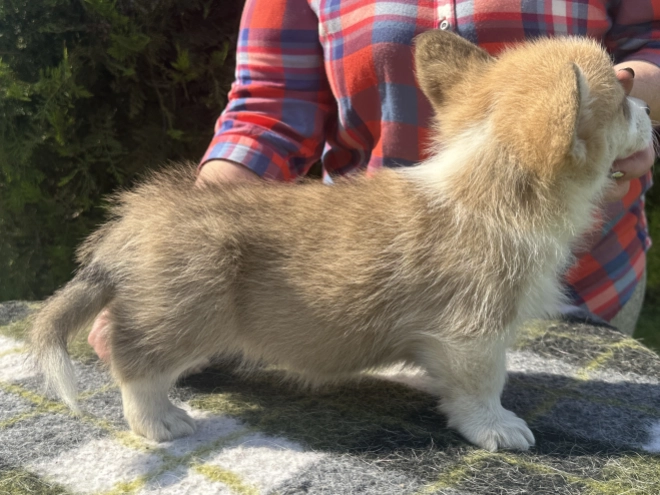 Perros Welsh Corgi en venta