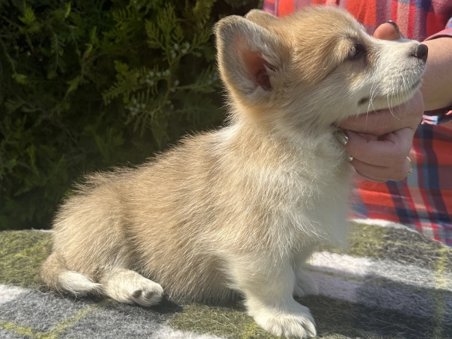 Perros Welsh Corgi en venta